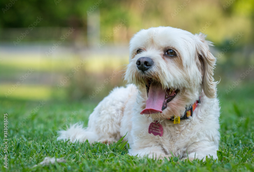 dog on green grass