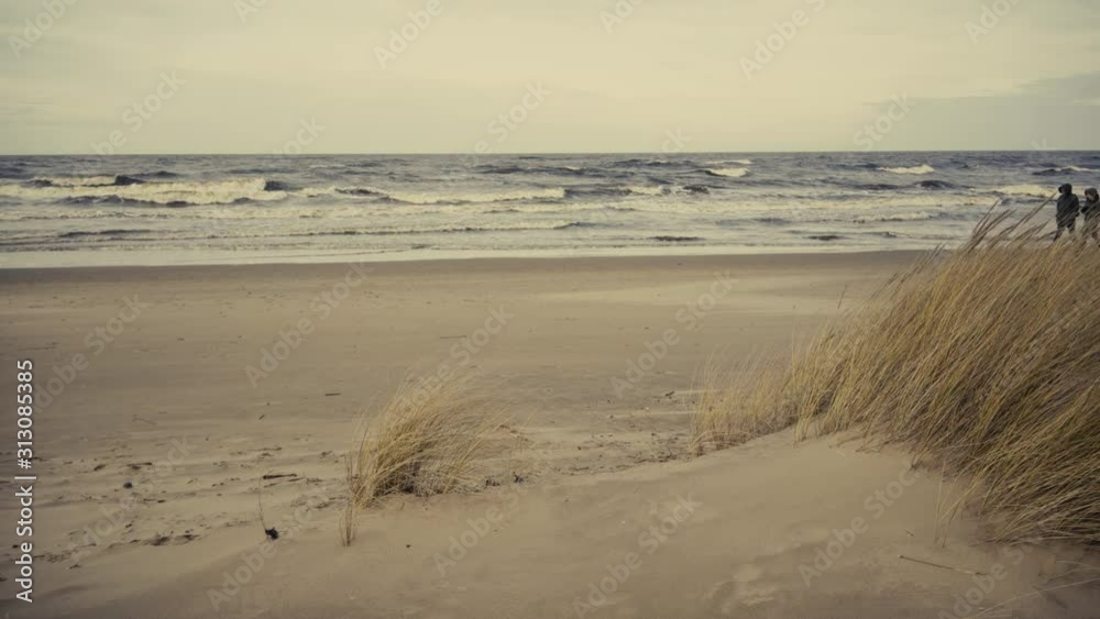 Sand dunes of the Baltic Sea with yellow grass and bushes in the winter January storm. January, Latvia