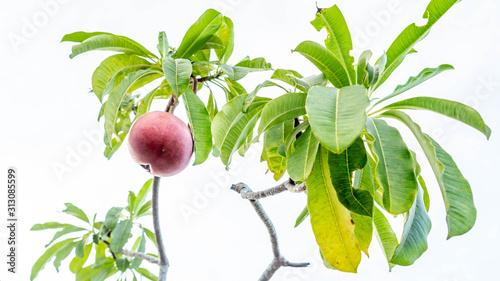 Sea Manggo  (Cerbera manghas) fruit. This fruits can be used as pesticide or rat repellent in the farm. It also can be used as ornamental plant photo