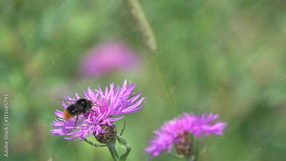 Slow Motion Video: Bumblebee is on a brown knapweed flower. Slowed down 16 times Slow Motion Video: Bumblebee is on a brown knapweed flower. Slowed down 16 times