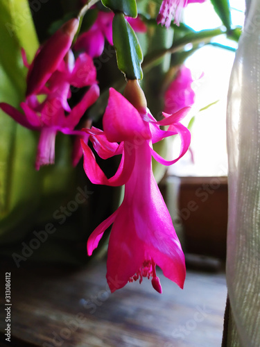 Christmas cactus Schlumbergera flowers . Beautiful pink Schlumbergera truncata photo