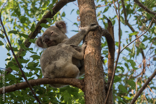 Canvas Print koala