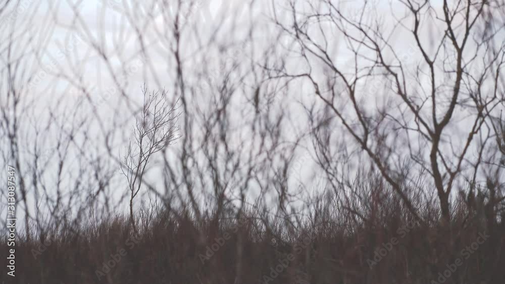 Bushes without leaves sway on a crest in the dunes of the Baltic in warm winter. Latvia Bushes without leaves sway on a crest in the dunes of the Baltic in warm winter. Latvia