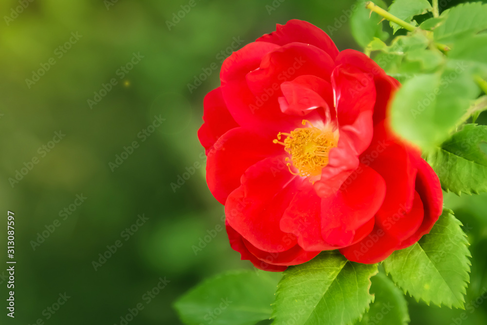 red rose Bud opened green background in unfocused red rose Bud opened green background in unfocused