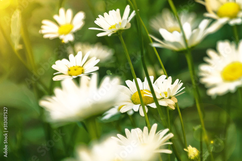 White chamomile on blurred background close up