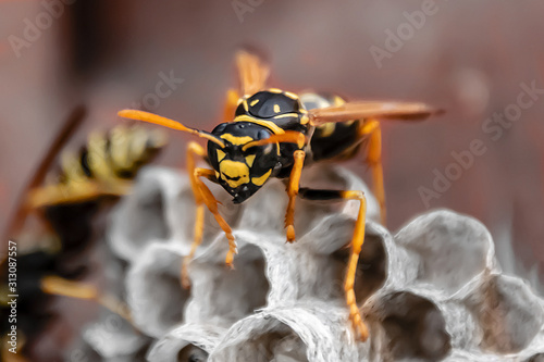 wasp sitting on top of wasp nest close up photo