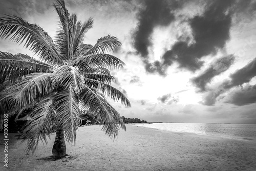 Fototapeta Naklejka Na Ścianę i Meble -  Palm tree and cloudy sky in black and white. Tropical beach landscape in dramatic process