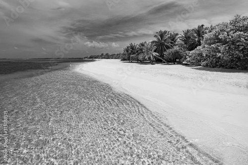 Dramatic black and white process of calm sea and waves over palm trees, sandy beach and sky. Summer landscape © icemanphotos