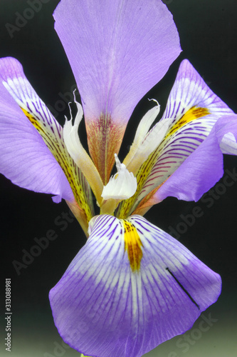 closeup of a flower photo