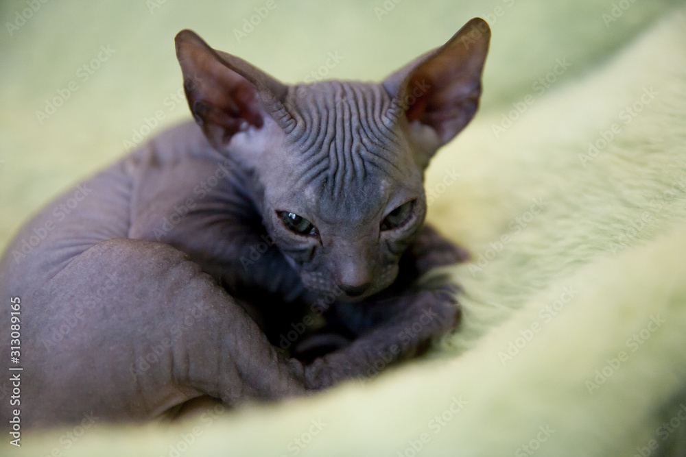 gray two month old Don sphynx cat portrait on light green fur background