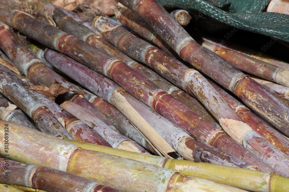Sugarcane outdoors in the sunshine