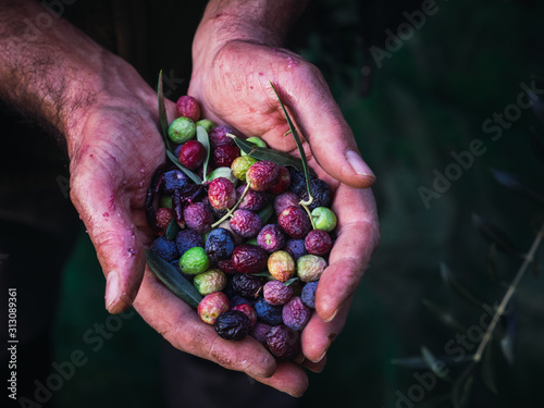 Close up of a man's hands holding a handful of ripe olives. Stained hands. Harvest olives for oil.