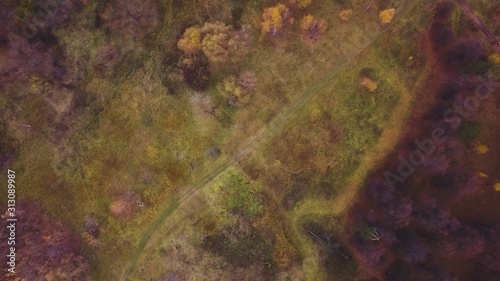 abstract grunge background of autumn forest