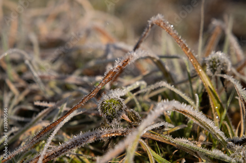 Frozen garden  aquatic plants and ponds