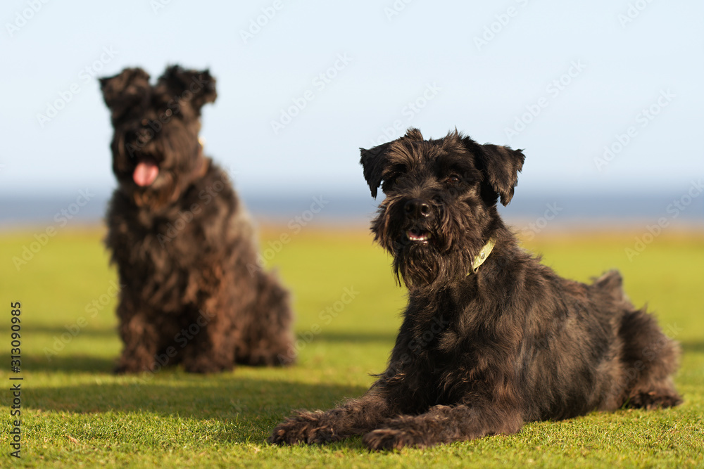 Two big black dogs Giant Schnauzer lies on the grass, with tongue out - obrazy, fototapety, plakaty 