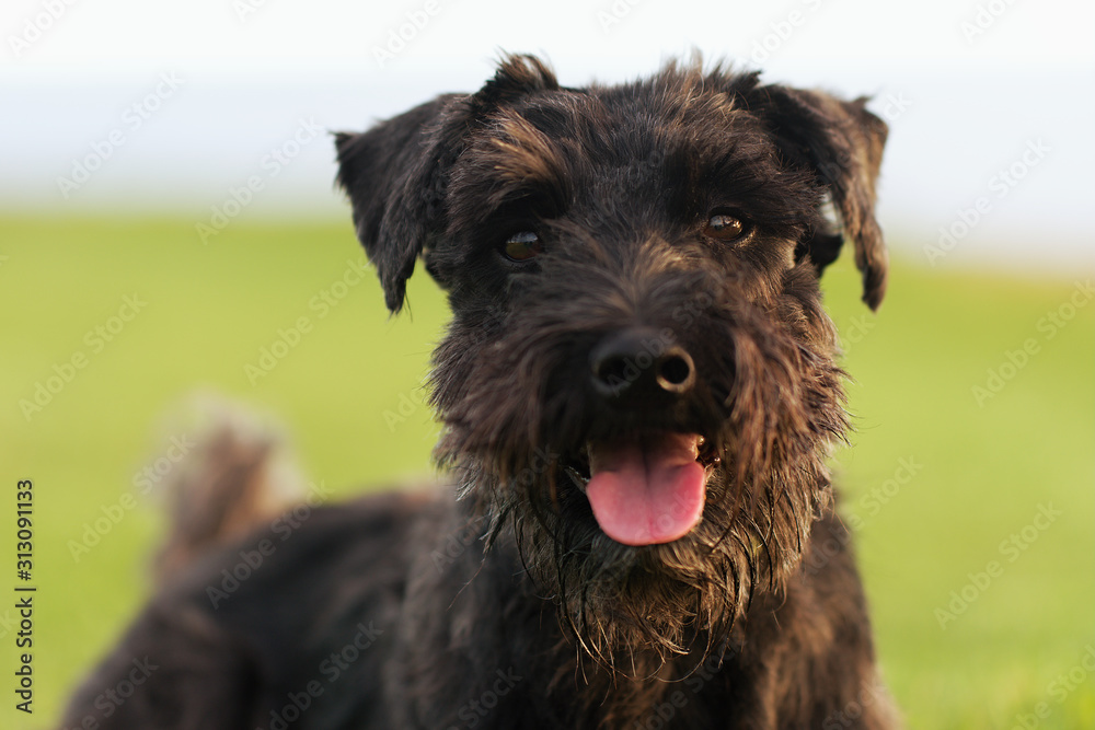 Big black dog Giant Schnauzer on a background of green grass. Walk in the park on a sunny summer day, with tongue out Big black dog Giant Schnauzer on a background of green grass. Walk in the park on a sunny summer day, with tongue out