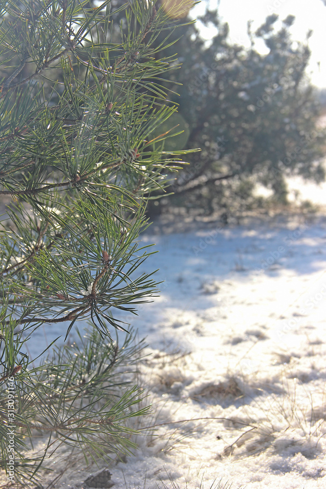 Winter landscape. Snow on a Sunny day, pine branches in the foreground, background blurred.