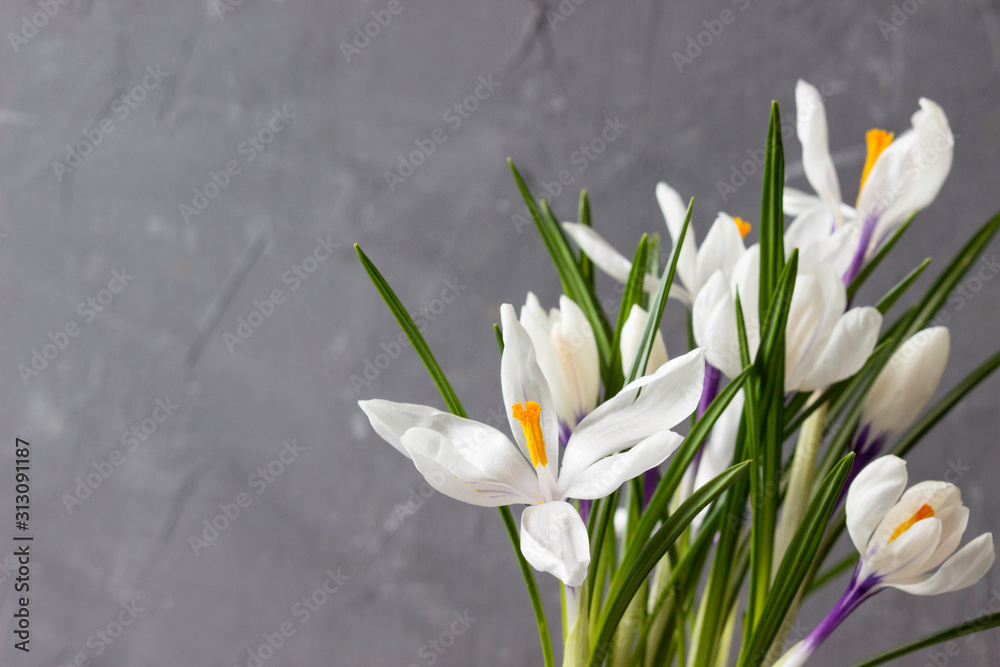 Group of white crocus on a gray background. Group of white crocus on a gray background.