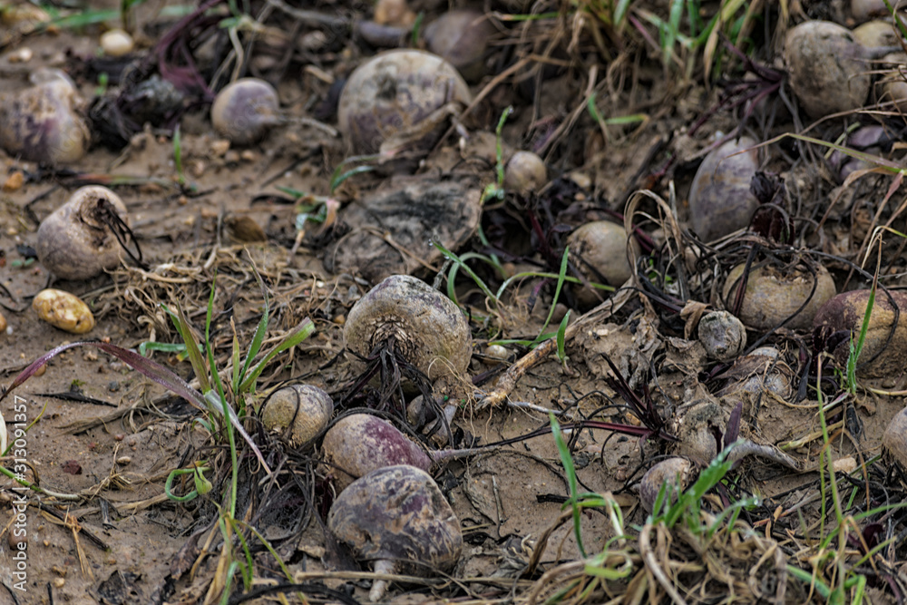 field with some beets on the surface field with some beets on the surface