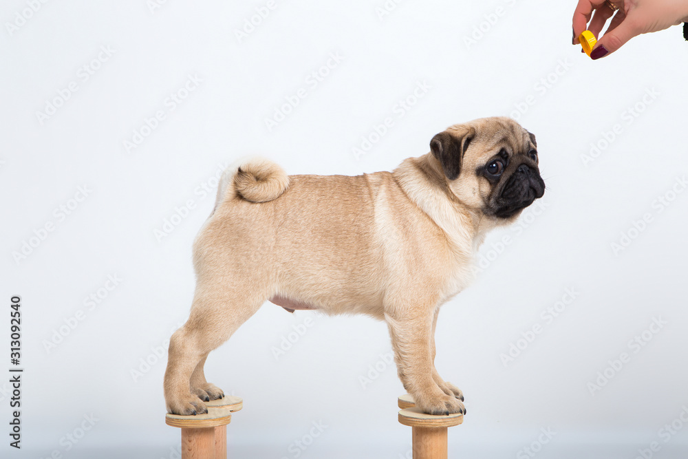 Dog stand training, pug breed