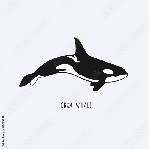Orca whale. Vector drawing of a killer whale. Illustration of a whale.
