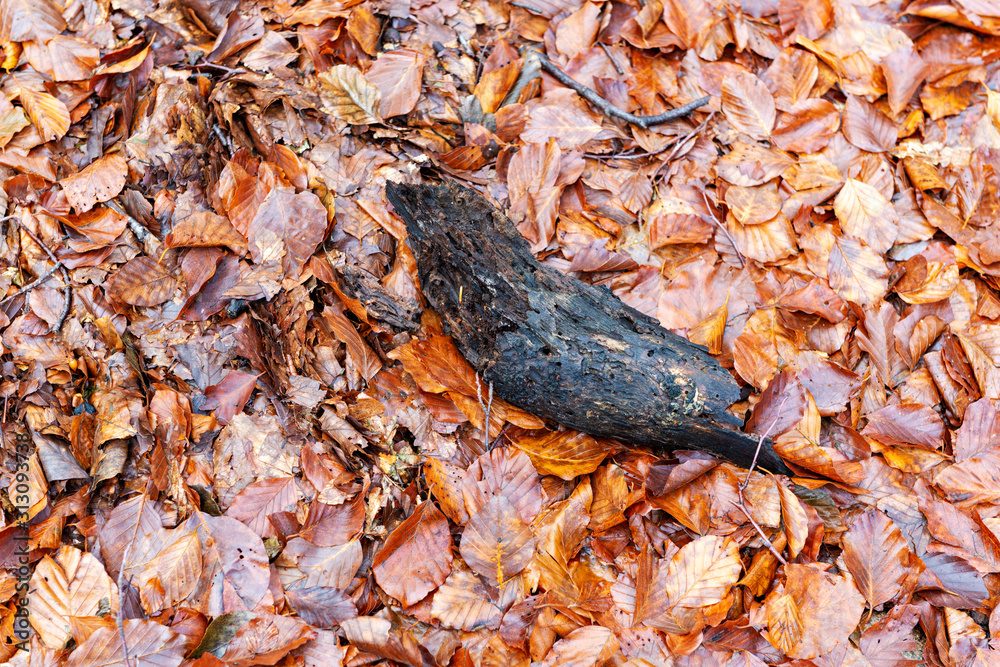 Naklejka premium Fallen leaves in a forest