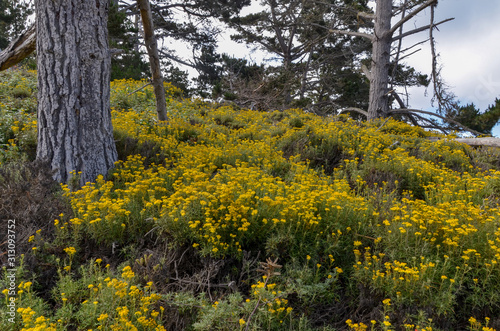 Lizard-tail Yarrow (Eriophyllum staechadifolium) in cypress grove at Point Lobos State Natural Reserve (Carmel-By-The-Sea, California, USA)
