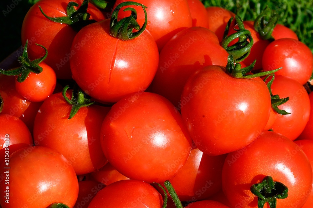 A close-up of a bowl full of Mountain Magic variety of Tomatoes, UK.