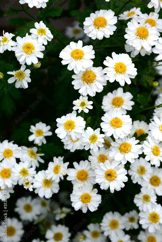 Chrysanthemum Parthenium flowers growing in an English garden, UK. Chrysanthemum Parthenium flowers growing in an English garden, UK.