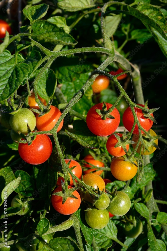 Losetto variety of Cherry Tomatoes ripening on the vine, UK.