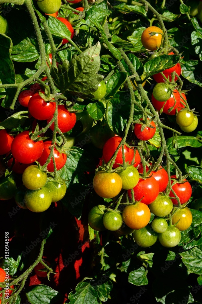 Losetto variety of Cherry Tomatoes ripening on the vine, UK.