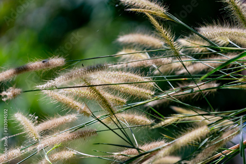 Grasses Foliage