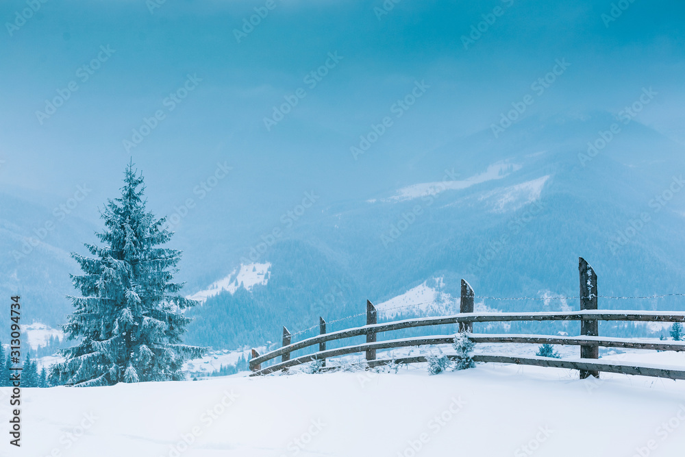 Trees in the mountains. Winter mountains Trees in the mountains. Winter mountains