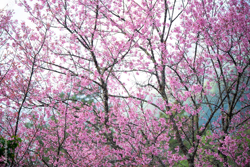 Pink flowers blooming in the garden. Sakura in Thailand. Pink flowers blooming in the garden. Sakura in Thailand.