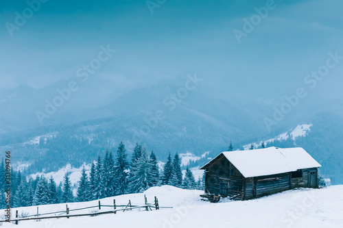Trees in the mountains. Winter mountains  © v.senkiv