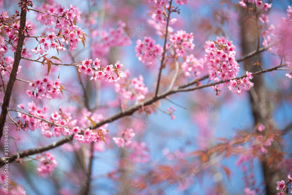 Pink flowers blooming in the garden. Sakura in Thailand. Pink flowers blooming in the garden. Sakura in Thailand.