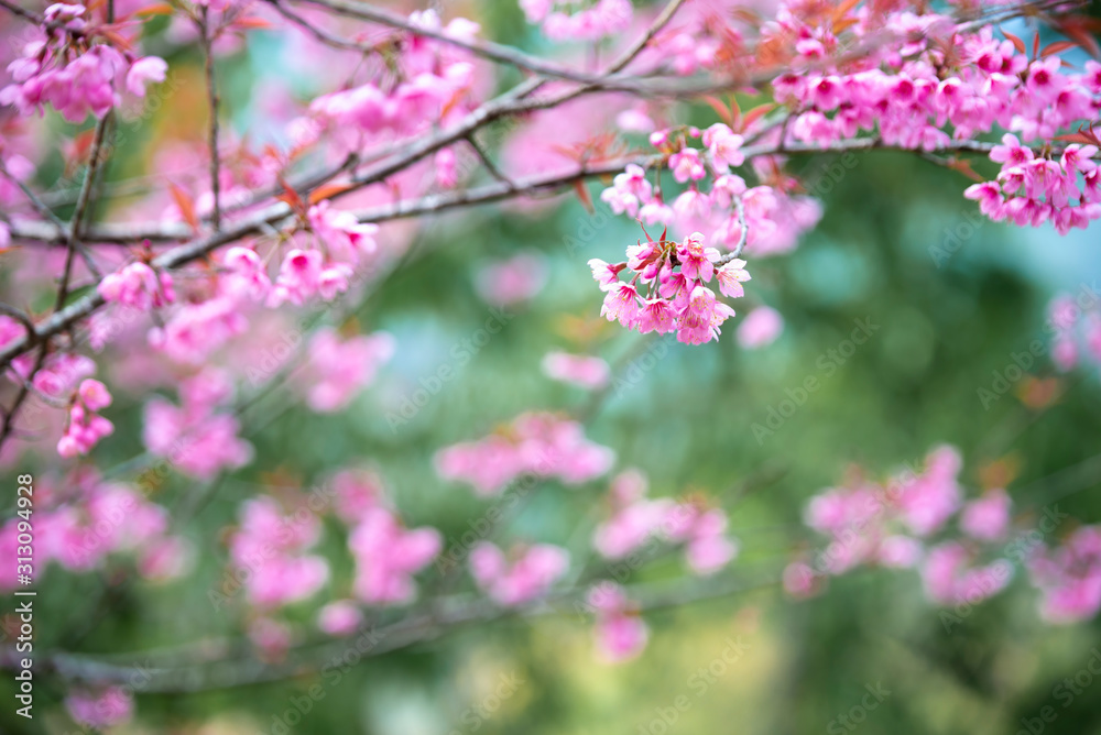 Pink flowers blooming in the garden. Sakura in Thailand. Pink flowers blooming in the garden. Sakura in Thailand.