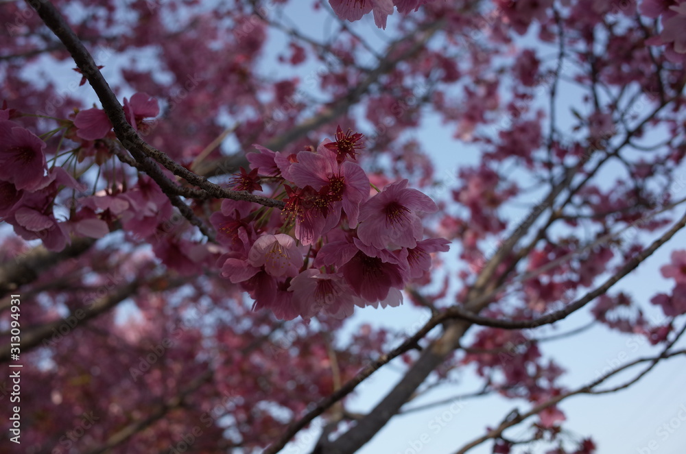 桜の花