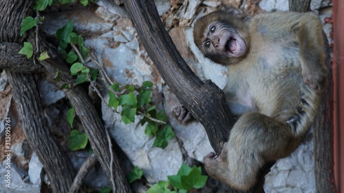 Baby barbary macaque monkey