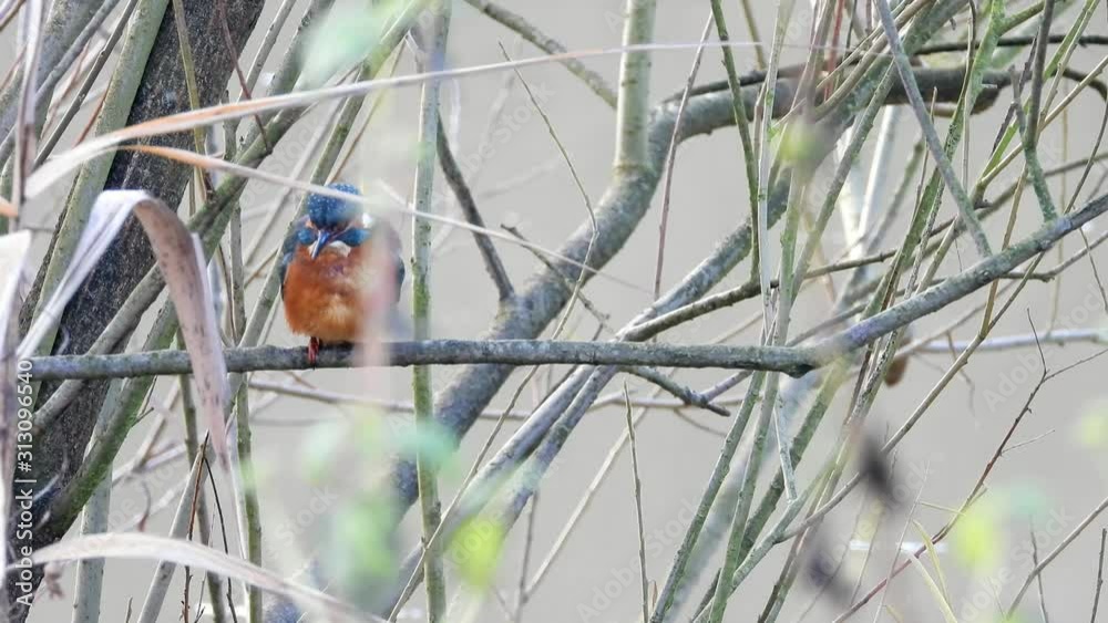 Eisvogel sitzt im Geäst am Ufer der Mosel