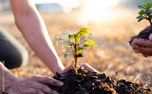Fotografia Two men are planting trees and watering them to help increase oxygen in the air and reduce global warming, Save world save life and Plant a tree concept
