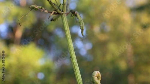 Peppered Moth (Biston betularia) Caterpillar photo