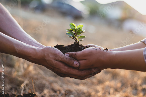Young seedlings are ready to grow in fertile soil, Agriculture gave the young men trees to prepare for planting and reduce global warming, Save world save life and Plant a tree concept..