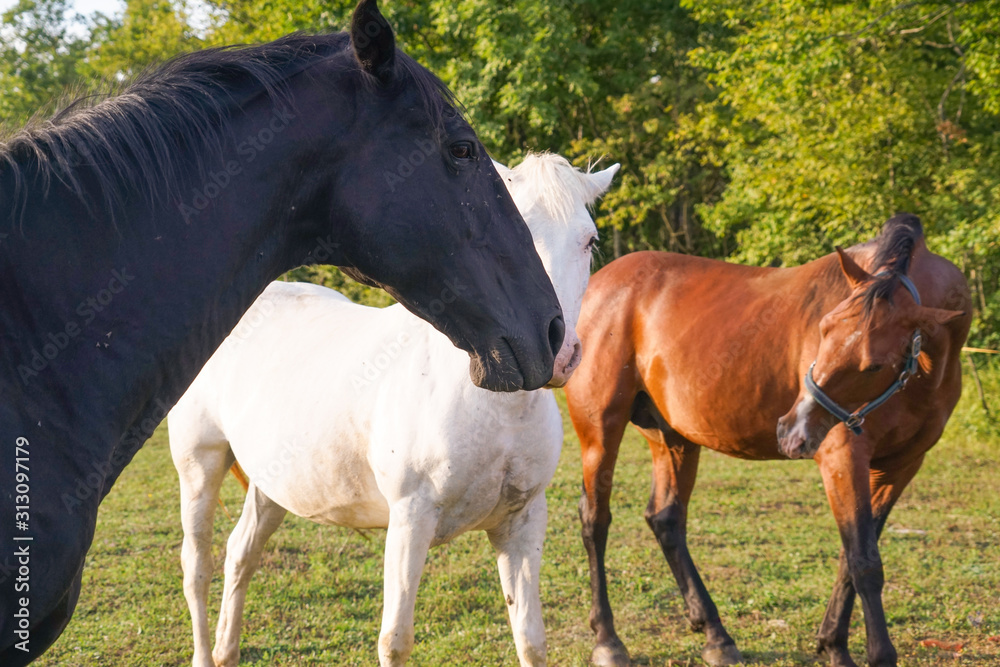 Horses on a walk on a hot summer evening