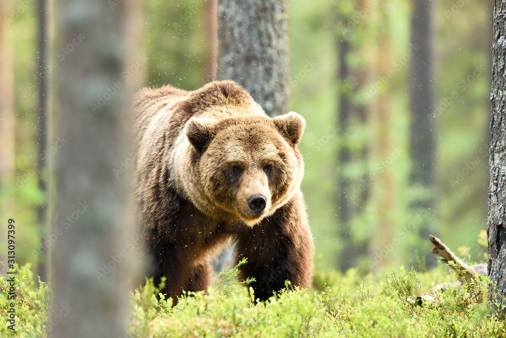 Fototapeta premium brown bear powerful pose in forest at summer