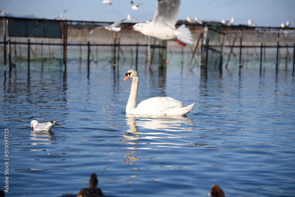 Fototapeta premium 牛久沼