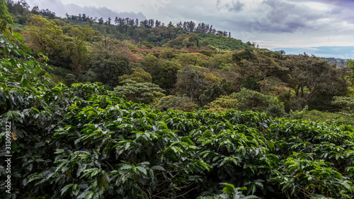 Coffee plantation, Alajuela region, Costa Rica