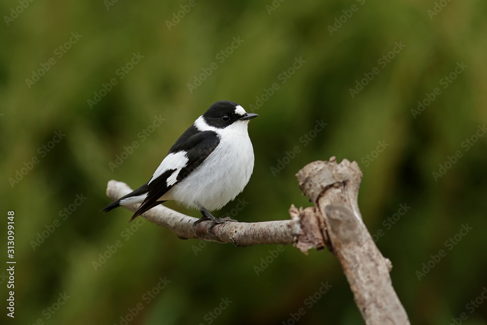 bird on a branch bird on a branch