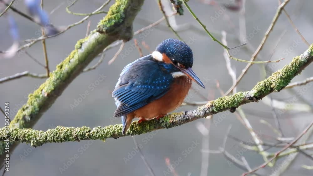 Eisvogel sitzt im Geäst am Ufer der Mosel