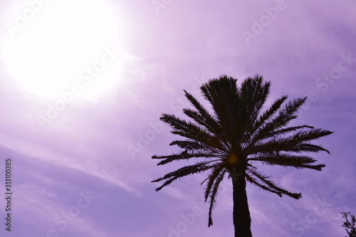 Palmera